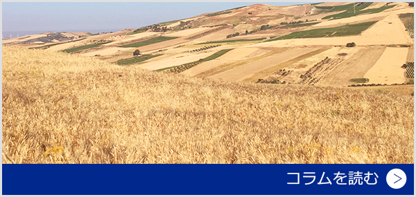 小麦の収穫の季節です ～ 古代小麦とシチリアのパン