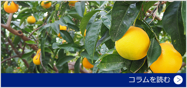シチリアの庭にはレモンの木～レモンのある生活