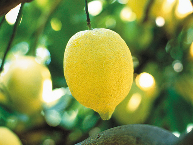原料であるレモンの品質、安全性にこだわっています