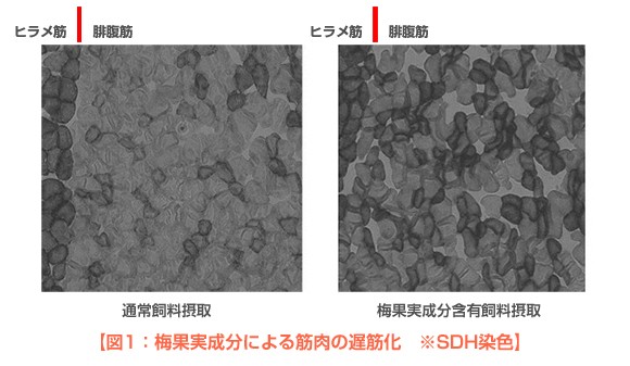 図1:梅果実成分による筋肉の遅筋化 ※SDH染色