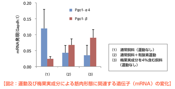 図2：運動及び梅果実成分による筋肉形態に関連する遺伝子（mRNA）の変化