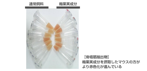 【骨格筋抽出物】梅果実成分を摂取したマウスの方がより赤色化が進んでいる