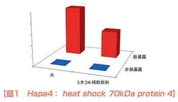 図1 Hspa4: heat shock 70kDa protein 4