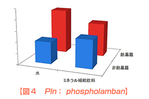 図4 Pln: phospholamban