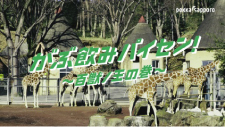 がぶ飲みパイセン！～百獣ノ王篇長尺～  