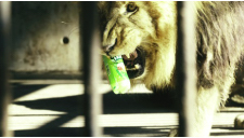 がぶ飲みパイセン！～百獣ノ王篇長尺～  