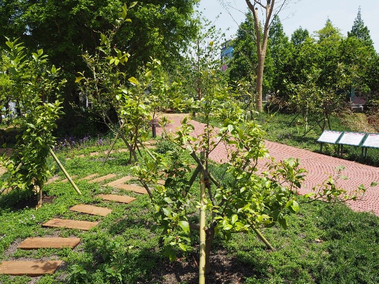 恵比寿ガーデンプレイス「サッポロ広場」レモンの木植栽コーナー