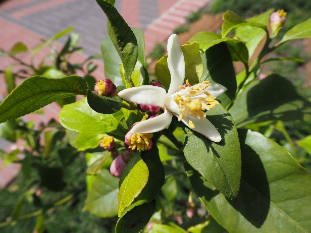 開花したレモンの木の花