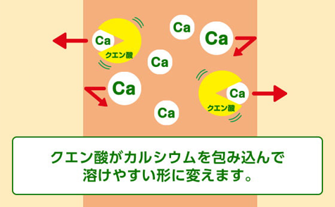 クエン酸がカルシウムを包み込んで溶けやすい形に変えます。