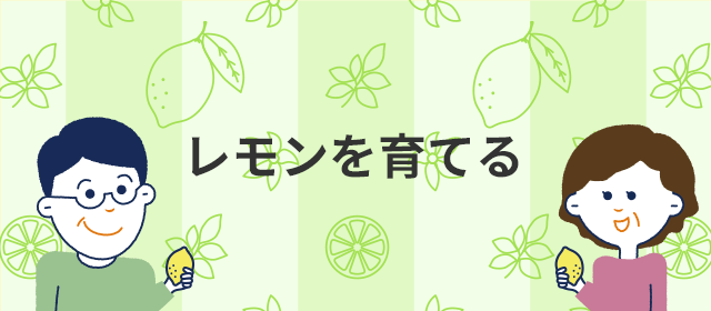 レモンの育て方
