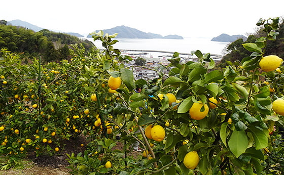 日本にレモンはいつきたの？