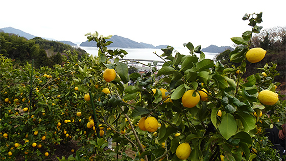広島県でのレモン生産のイメージ