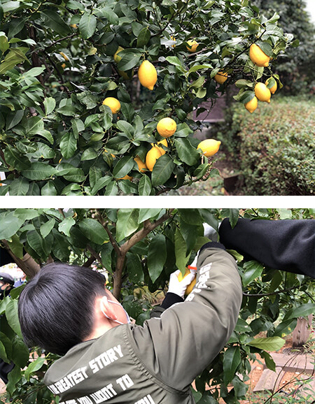 今年もレモンを収穫しました！
                                            