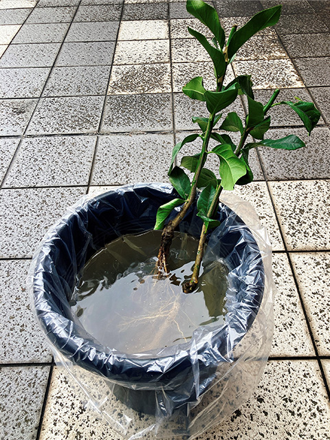 根の部分を水つけ