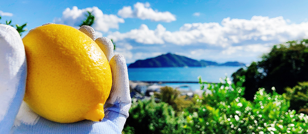 レモンの栽培マニュアル