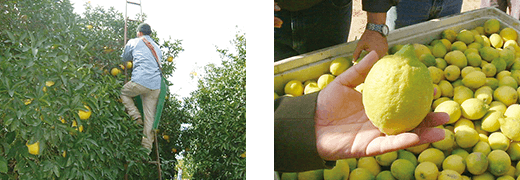 レモンの収穫 イメージ画像