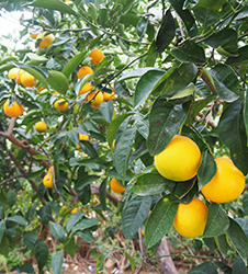 レモンと共にオレンジも栽培。11月になるとオレンジも色づき収穫まであと少し！