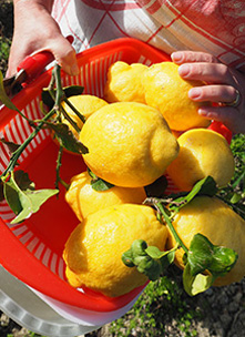 春先の完熟レモンは目が覚めるような黄色に。