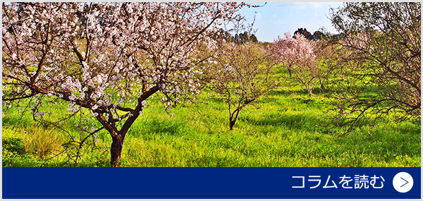 2月のシチリアは一足早いお花見の季節です